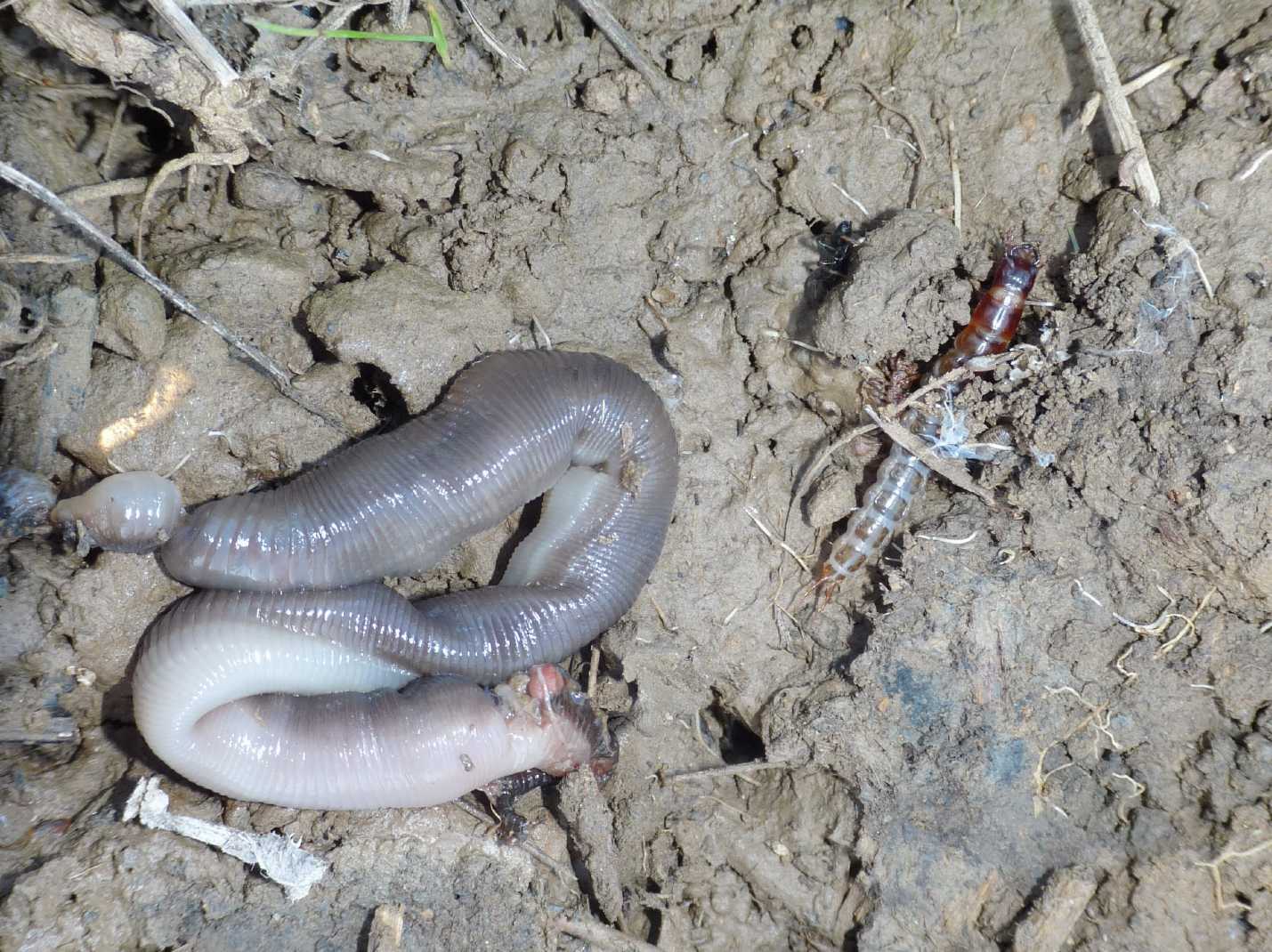 Larva di Carabidae e lombrico